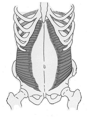 13 Lokaalit lihakset Globaalit lihakset - m. transversus abdominis (TrA) - m. rectus abdominis - mm. multifidi - m. obliqus externus - m. obliqus internus - osa m. erector spinaeta - pallea (m.