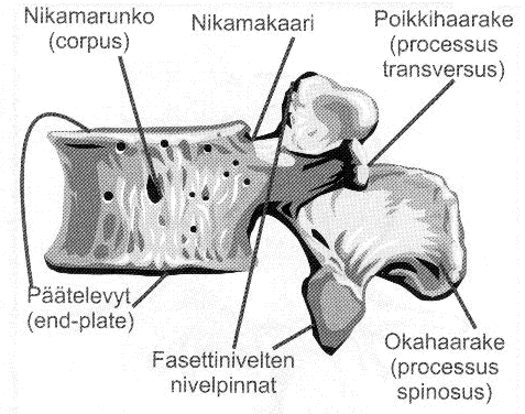 2 SELÄN RAKENNE JA TOIMINTA 8 2.