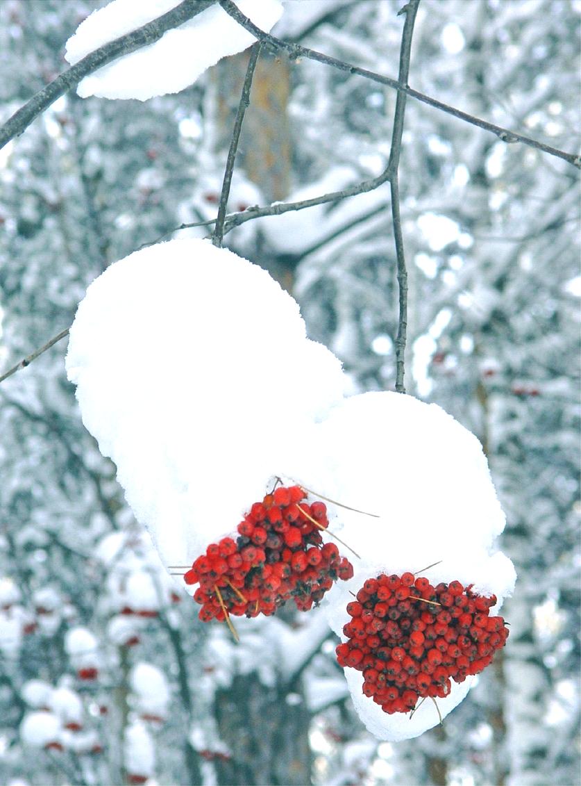 MARRASKUUN JÄSENTIEDOTE 3/2010 On se sinullekin annettu tehtävä jouluna ja joulun jälkeen: iloksi Sinutkin on tarkoitettu iloa viemään, valoa pimeään hymyä, hyvää sanaa.