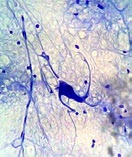 2.3.4. Neurotransmissio Vaikka tämä ei ole mikään neuropsykologian oppikirja, asiasisällön ymmärtämiseksi on syytä kerrata neurotransmission pääpiirteet.