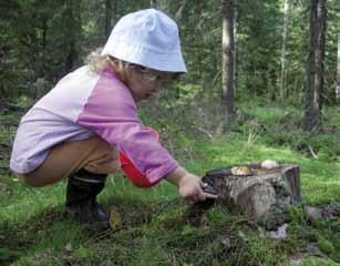 Kuva: Suomen Latu. Kävyt, terhot ja pähkinät Puussa olevia käpyjä tai pähkinöitä ei voi ottaa ilman maanomistajan suostumusta.