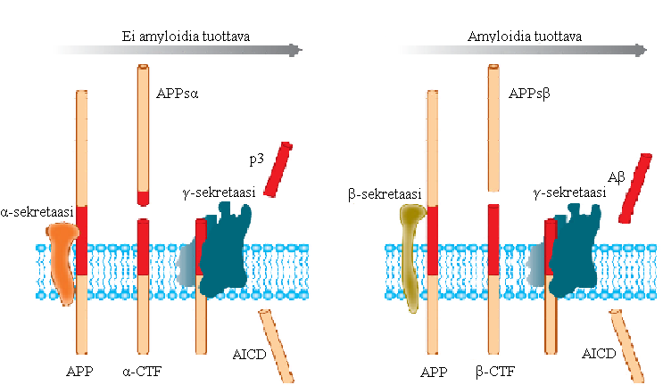 4 Amyloidikaskadihypoteesin mukaan amyloidiplakit aiheuttavat häiriöitä hermosolujen toimintaan ja lopulta hermosolujen rappeutumista (Hardy ja Higgins 1992).