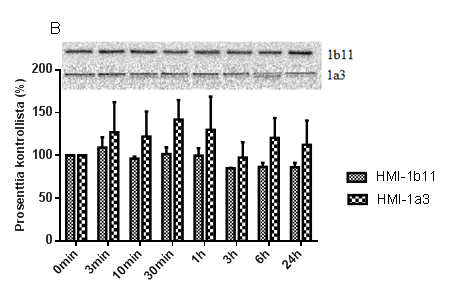 48 Kuva 6. Isoftalaattijohdannaisten vaikutus β-kateniinin määrään SH-SY5Y-soluissa. β- kateniini detektoitiin kokosoluhomogenaateista Western blot -menetelmän avulla.