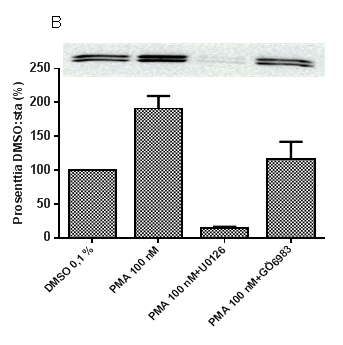 50 Kuva 8. Proteiinikinaasi C:n C1-osaan sitoutuvien yhdisteiden vaikutus fosforyloituneen ERK1/2:n (perk) määrään SH-SY5Y-soluissa Western blot - menetelmällä liukoisesta fraktiosta detektoituna.