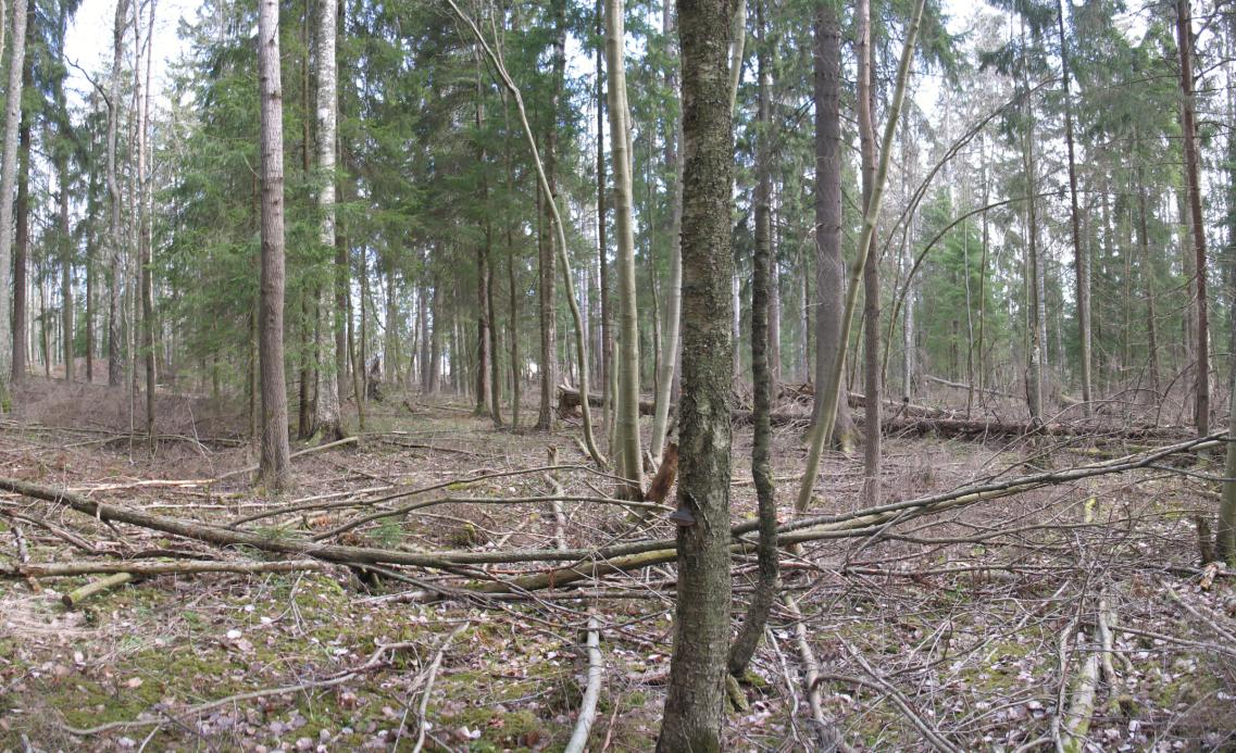 Selvitysalueen itä-osassa olevat järeät kuuset ja haavat mahdollistavat liito-oravan esiintymisen alueella. Haavat toimivat sekä ruokailupuina että pesäpuina ja järeät kuuset antavat suojaa.