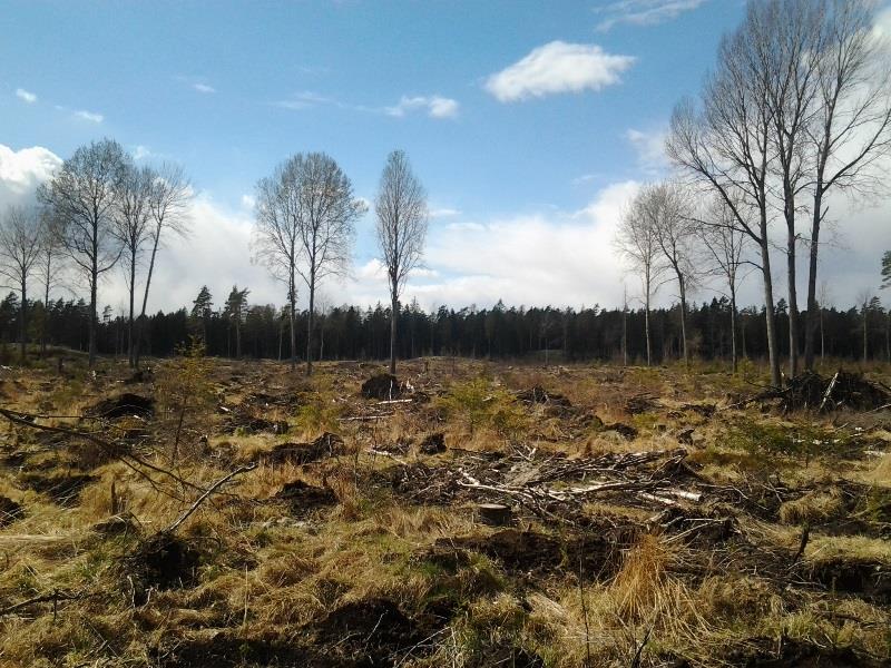 Kuva 9. Vuonna 2006 todettu Tähtelän liito-orava-alue keväällä 2014. Kuva suunnitellun putkilinjan länsipuolelta. Pekka Routasuo.