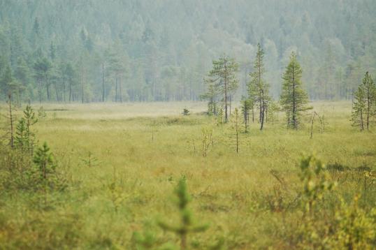 Pysäytyskuvasta