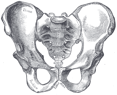 11 5 LANTIORENKAAN TOIMINNALLINEN ANATOMIA Lantiorenkaan tehtävänä on tukea vatsaonteloa ja lantion alaosan sisäelimiä. Se tarjoaa myös dynaamisen yhteyden selkärangan ja alaraajojen välille.