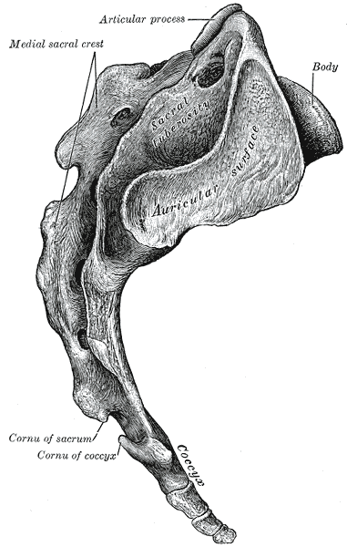 12 5.1 Risti- ja suoliluun anatomia Ristiluu (KUVIO 3) on suuri kolmionmuotoinen luu, ja se sijaitsee kahden lonkkaluun välissä. Se muodostuu viidestä yhteensulautuneesta ristinikamasta.