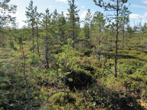 EPV Bioturve Oy Laihian Kotanevan luontoselvitys Pohjoisen keitaan reunaosista, tutkimusalueen keskeltä, otettiin turveprofiilinäyte.