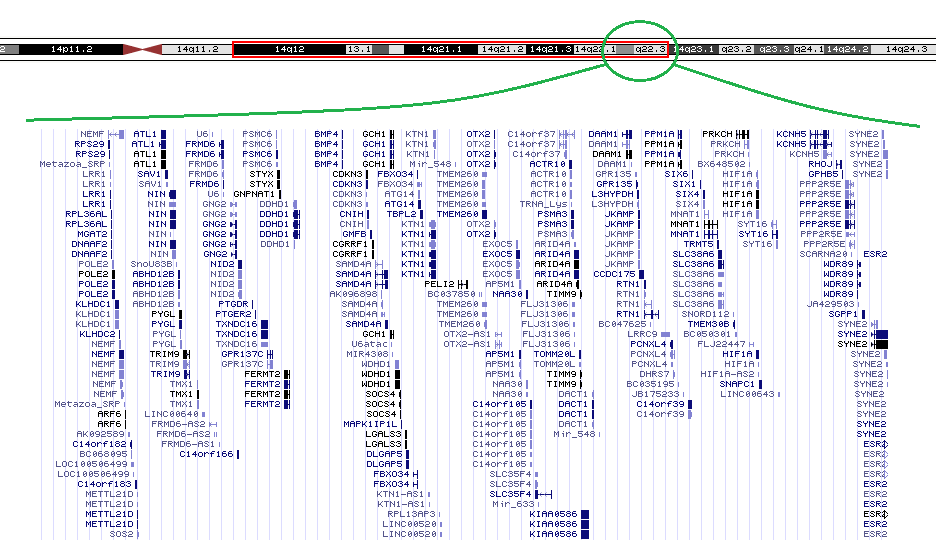 13 haplotyypista oli rekombinaation seurauksena jäljellä vain distaalinen osa 14q22-q23.