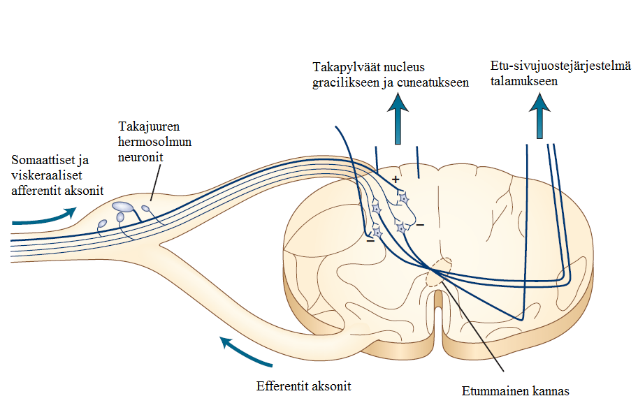 cuneatuksessa (Daroff ym. 2012). Nämä selkäytimen nousevat sensoriset radat näkyvät vielä alla olevassa kuvassa (Kuva 1). Kuva 1.