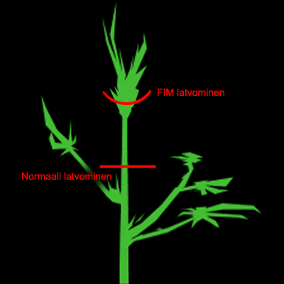 Koristehampun kasvatusopas/ Sisäkasvatus 28 Kasvuvaihe Kasvuvaiheessa kannabis tarvitsee valoa 18-24 tuntia vuorokaudessa.