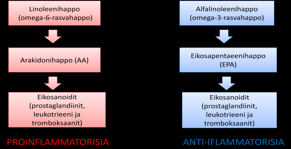 dihomogammalinoleenihappoa(dhgla) sekä arakidonihappoa(aa). Arakidonihappo toimii prekursorina eikosanoideille eli muun muassa prostaglandiineille, tromboksaaneille ja leukotrieeneille.