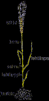 76 Viljan eri lajikkeissa ja viljan korren eri osissa, solmuväleissä, solmuissa ja lehdissä, koostumus voi olla erilainen (Kuva 1).