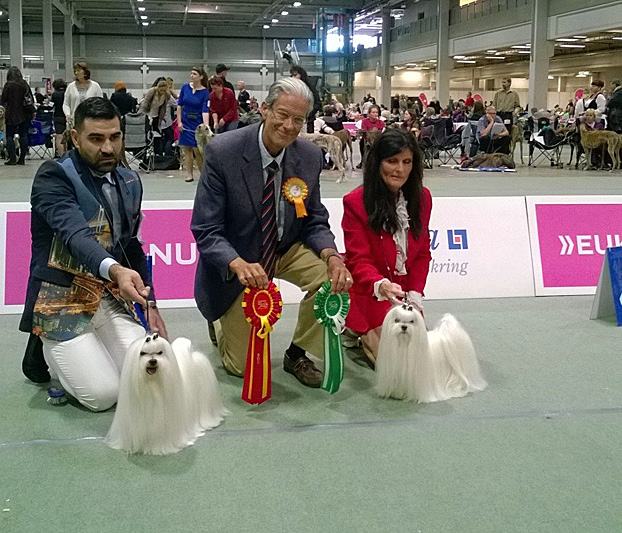 Maltojen ROP oli jo Milanossa ryhmässä sijoittunut Italialainen uros Missis White Ettore Bassi. Paras narttu oli myös Italialaista laatua, vaikkakin Norjalaisomistuksessa Cinecitta Magnifica Presenza.