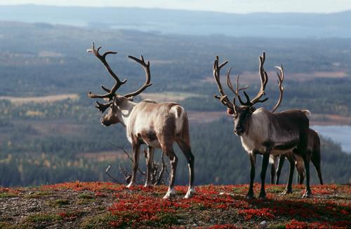 Meidän on mietittävä yhä parempia ja tuoreempia keinoja, kuinka saisimme matkailijoita viipymään Suomessa pidempään tai tekemään lyhytlomistaan yhä mielekkäämpiä aidon matkailun kannalta.