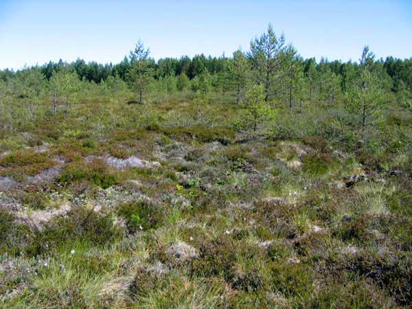 kangasrahkasammalta, jokasuonrahkasammalta, valkoporonjäkälää (Cladina arbuscula), harmaaporonjäkälää (Cladina rangiferina), palleroporonjäkälää (Cladina stellaris) ja torvijäkälää.