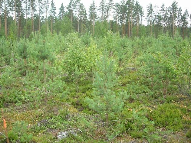 23 Taimikonhoito perustaimikonhoitoa raivaussahalla sahausta sille sopivissa kohteissa.