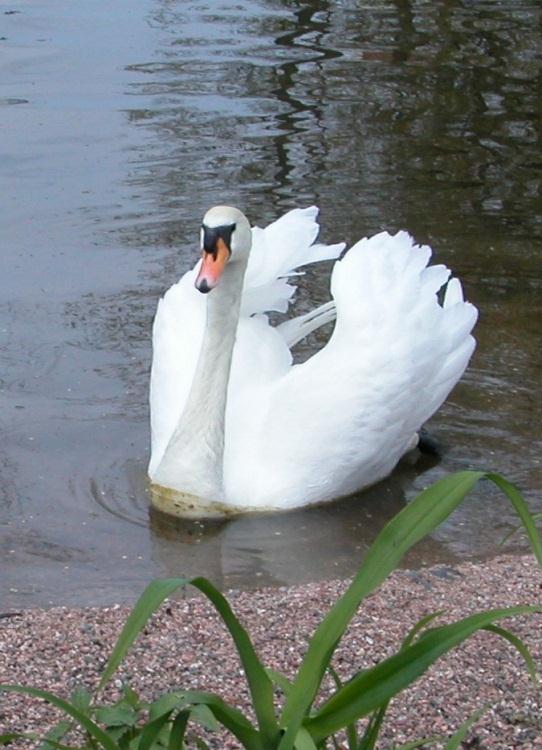 Henkilöstökertomus Forssan kaupungin HENKILÖSTÖ- KERTOMUS 2013 Kaupunginhallitus