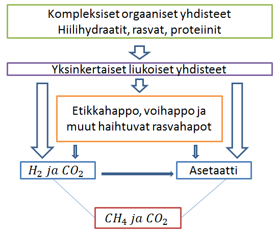 loginen prosessi (kuva 5), joka voidaan jakaa hydrolyysiin, happo- ja metaanimuodostukseen. Hydrolyysissä lietteen orgaaninen aine ja solumassa hajoavat yksinkertaisimmiksi liuenneiksi aineiksi.