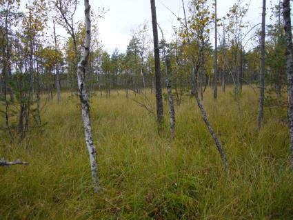 SUOT Soidensuojelun täydennysohjelma parantaa soiden ja soidensuojelun tilaa Suoluonnon tila on heikko ja heikentyy edelleen, erityisesti Etelä-Suomessa.