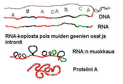 2 Ihmisellä on kuitenkin noin 100.000 geenituotetta eli proteiinia, geenejä on vain 25.000. Yksi geeni tuottaa monia eri tuotteita yhteisvaikutuksessa muiden kanssa.