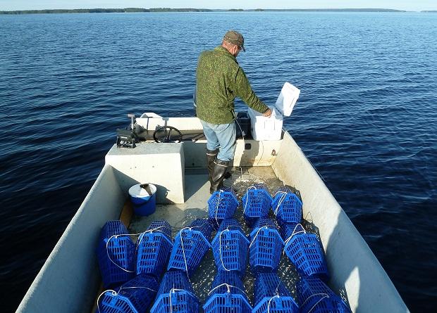 Kuva 2. Tasapohjaisessa ja leveässä veneessä on helppo liikkua sekä kuljettaa ja käsitellä mertoja. Veneessä jadallinen (20 kpl) Rapu-Rosvo mertoja, jotka on syötitetty heti noston yhteydessä.