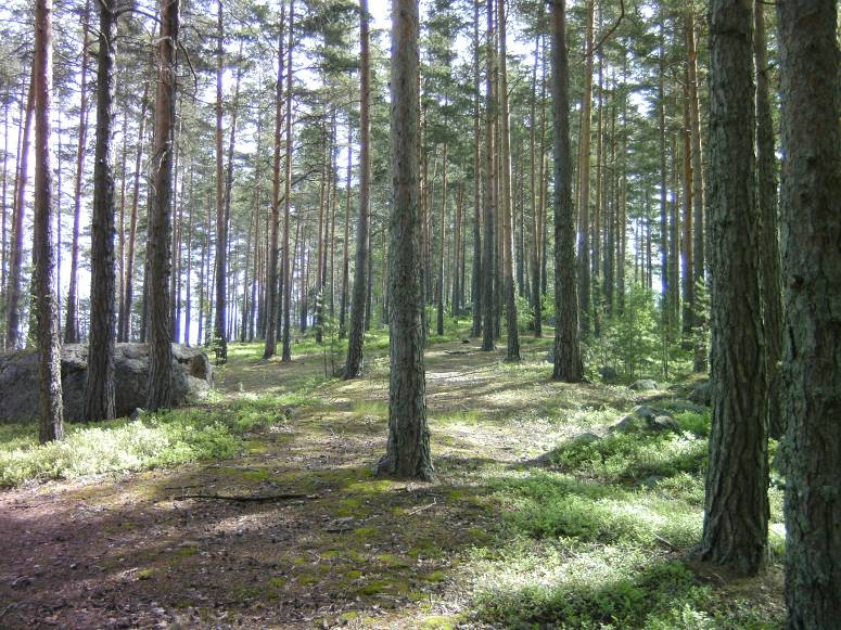 14 Kuva 18. Suuri Sarviniemeä. Pieni Sarviniemen pinta on lohkareinen. Puusto on pääosin mäntyvaltainen.