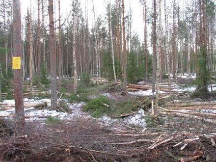 1. A: Ainespuukorjuu Käsittelyt Lohkottain arvotut