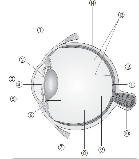 Silmä ja näkeminen Nimeä silmän osat