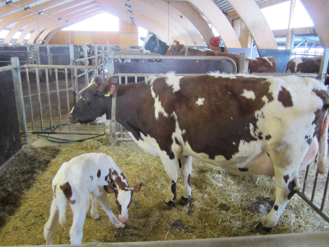 Ruokaketju tutuksi Koulumaito on laadukasta, kun lehmät hoidetaan hyvin maatilalla Lounaan raaste tai salaatti voi olla
