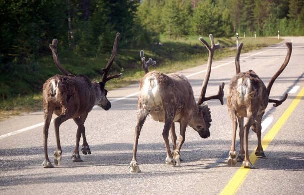 Porojen liikennekuolemat 2005-2011 Pahimmat kolaripaliskunnat ja tieosuudet - pimeä - liukkaus, lumi - tiesuola - erotukset - tarharuokinta - helle, räkkä - turismi - nopeudet - vasanmerkintä Kuva 10.