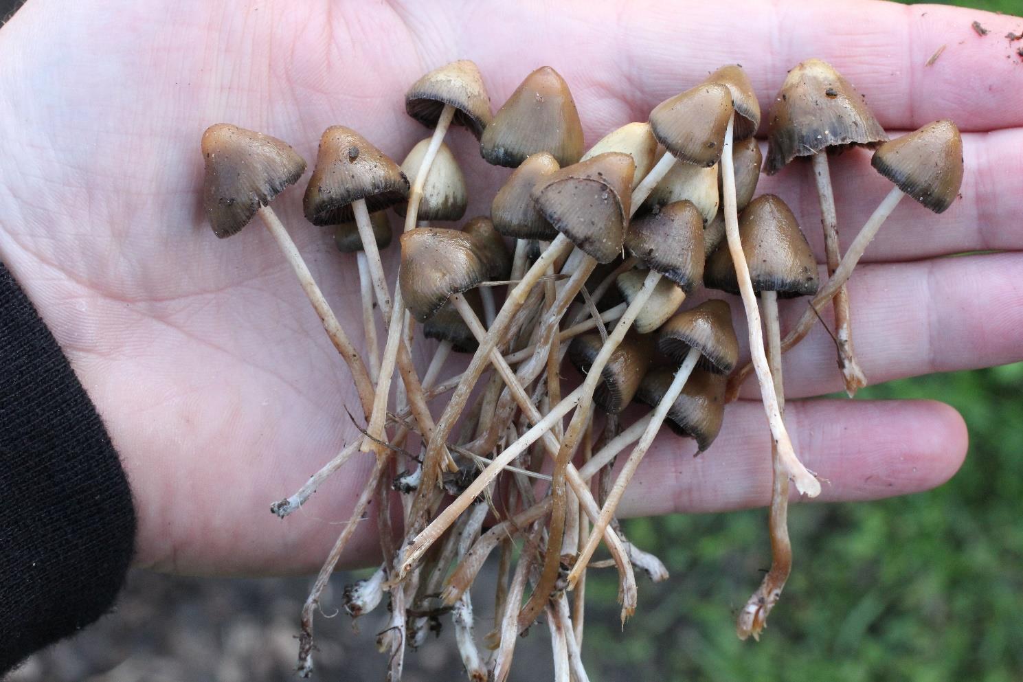 Tärkeimmät kasvit ja sienet joiden yhteydessä suippumadonlakit kasvavat Ruohot ja heinät Ruohokasveista tärkein indikaattorikasvi on nurmilauha (Deschampsia cespitosa).