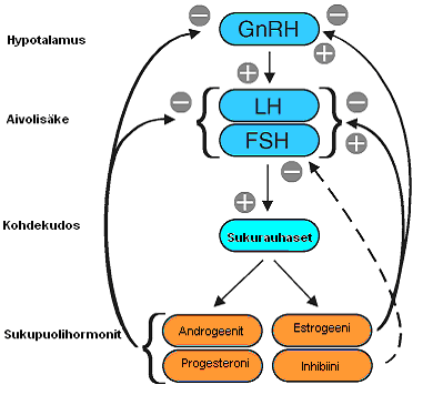 12 KUVA 5. Hormonitoiminnan säätely (mukailtu Laine 2000). Estrogeenia ja progesteronia tuottavat munarakkulasolut.