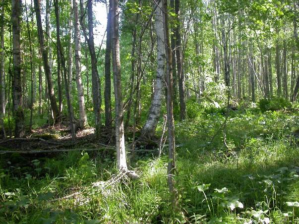 FCG SUUNNITTELU JA TEKNIIKKA OY Raportti 36 (41) Hirtesalon koillisrannalla sijaitsee pieni luhtainen metsäalue, jolla kasvaa runsaslahopuustoista tervaleppäluhtaa ja -korpea sekä lehtomaista