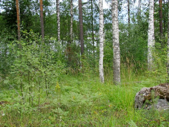 Osa-alueen eteläosissa alavalla ranta-alueella kenttäkerroksen lajisto indikoi lehtomaisuutta (OMaT ja ORT) 