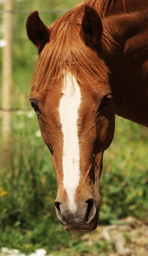 Welsh Part Bred ruuna South End Mark saapui Enjalan tallille vuonna 2003. Itselläni oli tuohon aikaan vuokrahevonen joten en sen paremmin päässyt vielä tutustumaan tähän hurmaavaan herraan.