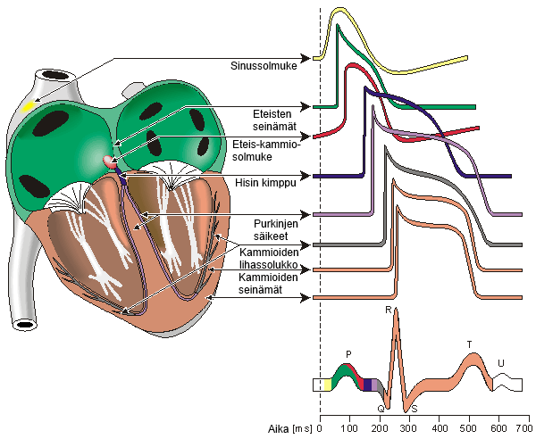 23 Kuva 17. Sydänlyönnin eri vaiheet, aktivoinnin eteneminen sydämessä sekä eri vaiheista aiheutuvat EKG-pulssin komponentit (Malmivuo, 1995, s. 126).
