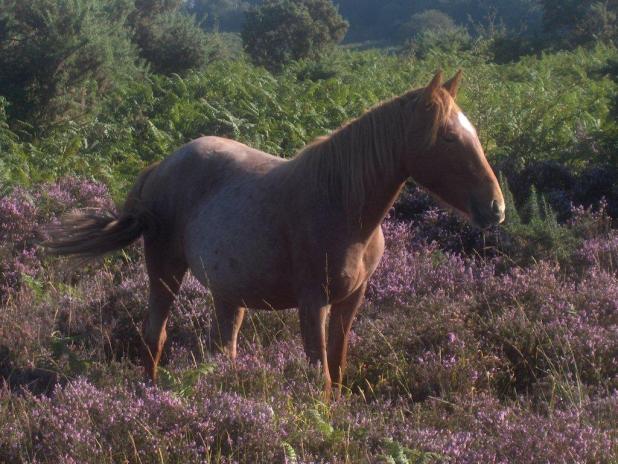 2 Kampanjaa Jäsenmatka New Forestiin Suomen New Forest poniyhdistys järjestää kilpailun jäsenistölleen.