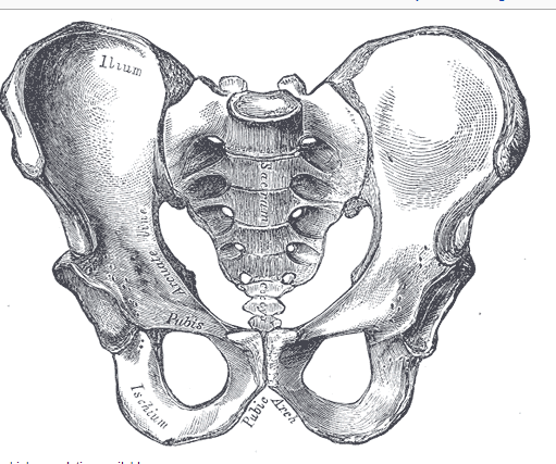Lantio - mies Lantio (lat. pelvis) on alaraajojen ja selän välissä oleva anatominen alue, jonka tukirangan muodostaa luinen lantiorengas.