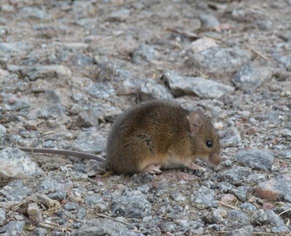 Tuholaistorjunta Lisäruokinnan välttäminen laitumella Lintujen