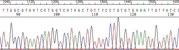 Kuva 19: Automatisoitu DNA:n sekvensointi (Brown, 2001). arvion sekvensoinnin luotettavuudesta kunkin nukleotidin osalta. Lopulliset tulokset tallennetaan tekstimuodossa.