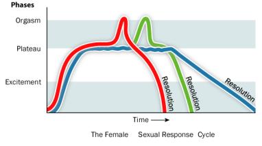 Elimistön reaktiot seksuaalisiin reaktioihin voidaan tiivistäen kuvata jakamalla seksuaalisten reaktioiden kulku neljään eri vaiheeseen (Masters & Johnson) 1.