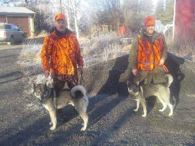 Huhtala Omistaja: Heimo Huhtala, Alavieska Kasvatustyömme on alkumetreillä ja kantanarttunamme on ollut Rovavaaran Reetta joka on jo siirtynyt paremmille metsästysmaille. Reetasta on yksi pentue.