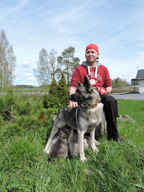 Havukkamäen kennel Omistaja: Mikko Rajala, Reisjärvi Havukkamäen kennel kasvattaa norjanharmaita ja jämtlanninpystykorvia.