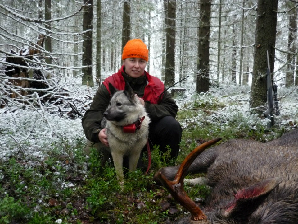 Heinämäen kennel Omistaja: Anna Paananen, Suonenjoki Kasvattajana olen vasta ihan alkutaipaleella. Ensimmäinen harmaan norjanhirvikoiran pentue kennelnimelle tuli rekisteröityä vuonna 2011.