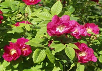 Rosa gallica Splendens, Rosaceae ruusukasvit Korkeus: 80-120 cm. Pystykasvuinen. Lehdet isot, yleensä 5-lehdykkäiset kiiltävän tummanvihreät, kukat melko isot noin.