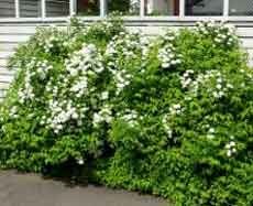 Spiraea chamaedryfolia ruusukasvit Rosaceae Kasvaa 1-1,5 m korkuiseksi, tiheäkasvuiseksi pensaaksi. Versot ovat latvoistaan kaarevat ja kaljut.