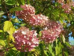 Hydrangea paniculata heimo: rikkokasvit Saxifragaceae Komeasti kukkiva puumainen pensas, suuret kukkatertut tulevat alkusyksyllä, Kukinto on korkea, 15-30 cm mittainen kartiomainen latvakukinto.